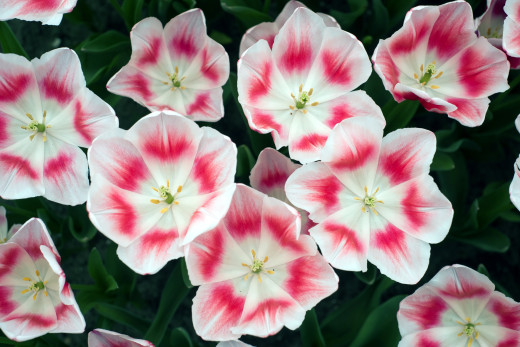 660045 (a): :2900x1930